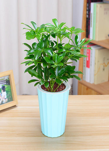 宁波鄞州花卉租赁公司