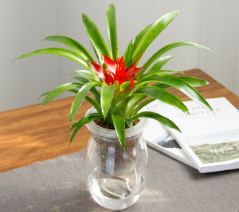 宁波鄞州绿植出租服务好 宁波鄞州绿植出租服务好